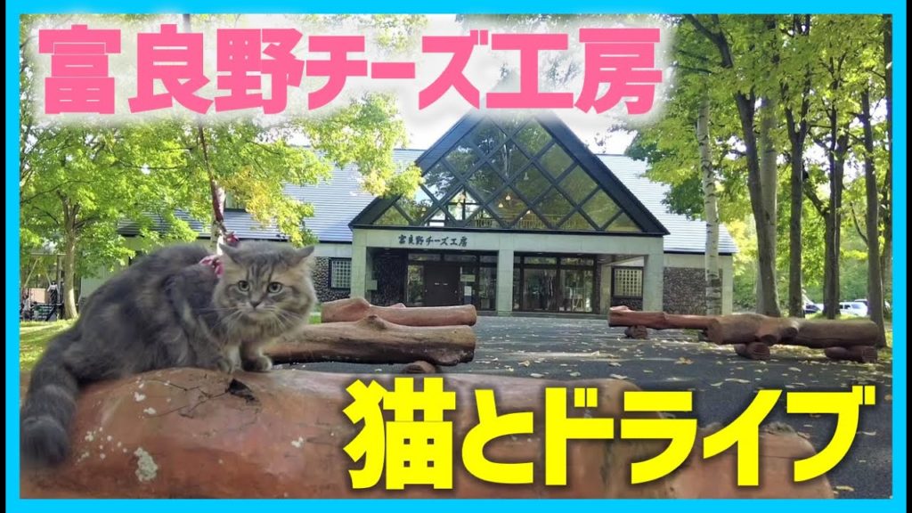 【旅猫】富良野チーズ工房で絶品ピッツア＆チーズソフトを食べよう！【富良野＆美瑛part1】