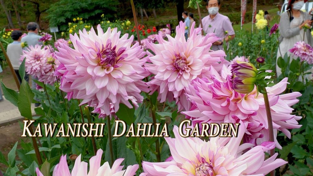 Kawanishi Dahlia Garden 2021 #川西ダリヤ園 #4K #Dahlia Kawanishi Dahlia Garden 2021 #川西ダリヤ園 #4K #Dahlia