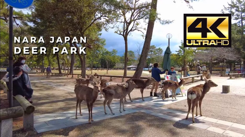 Virtual Tour of Japan - Nara Deer Park (with the deers)