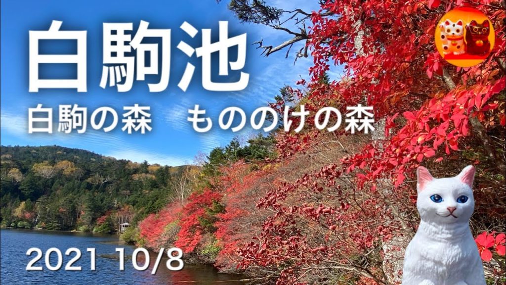 【長野県紅葉/白駒池】【もののけの森】2021 10/8紅葉情報　写真多め