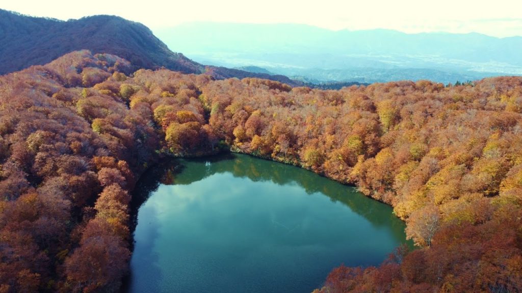 8K HDR 長野/新潟 信越トレイル関田峠 温暖化の危機迫るブナ林 Nagano  Sekita Pass Birch Forest in Autumn