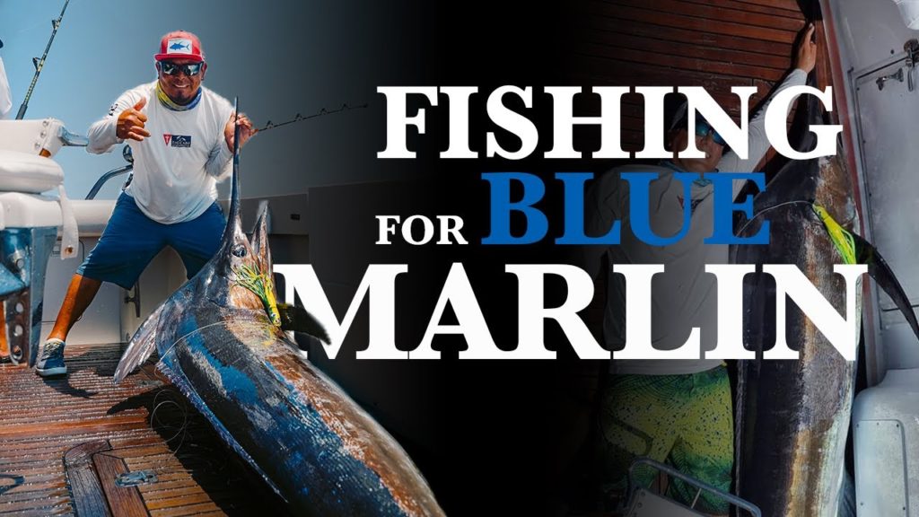 Blue marlin in Cabo San Lucas