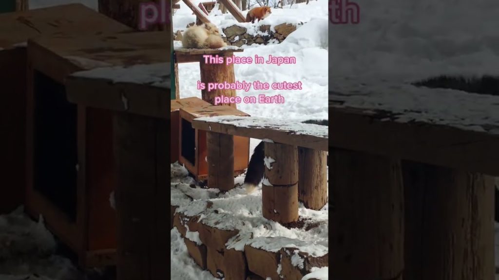 Fox village in Japan where is said to have mystical power – Travel to Japan #Shorts Fox village in Japan where is said to have mystical power - Travel to Japan #Shorts