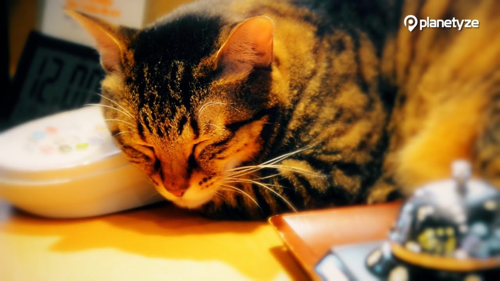 Cat Cafe (Neko Cafe) – Neko no Iru Kyukeijo 299, Tokyo – Coffee and Cuteness Cat Cafe (Neko Cafe) - Neko no Iru Kyukeijo 299, Tokyo - Coffee and Cuteness