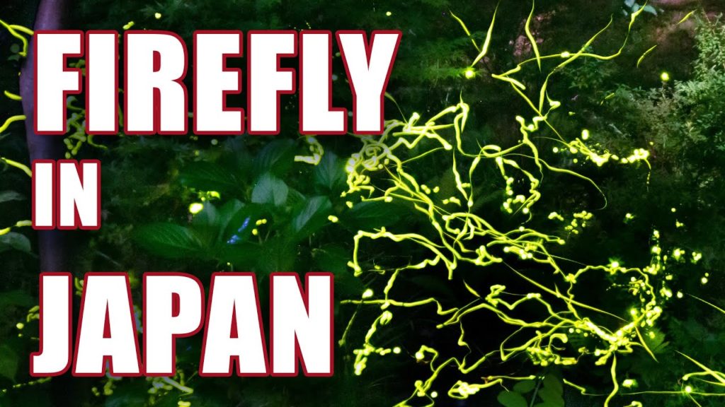 Hotaru in Japan | Searching for Firefly in the Countryside