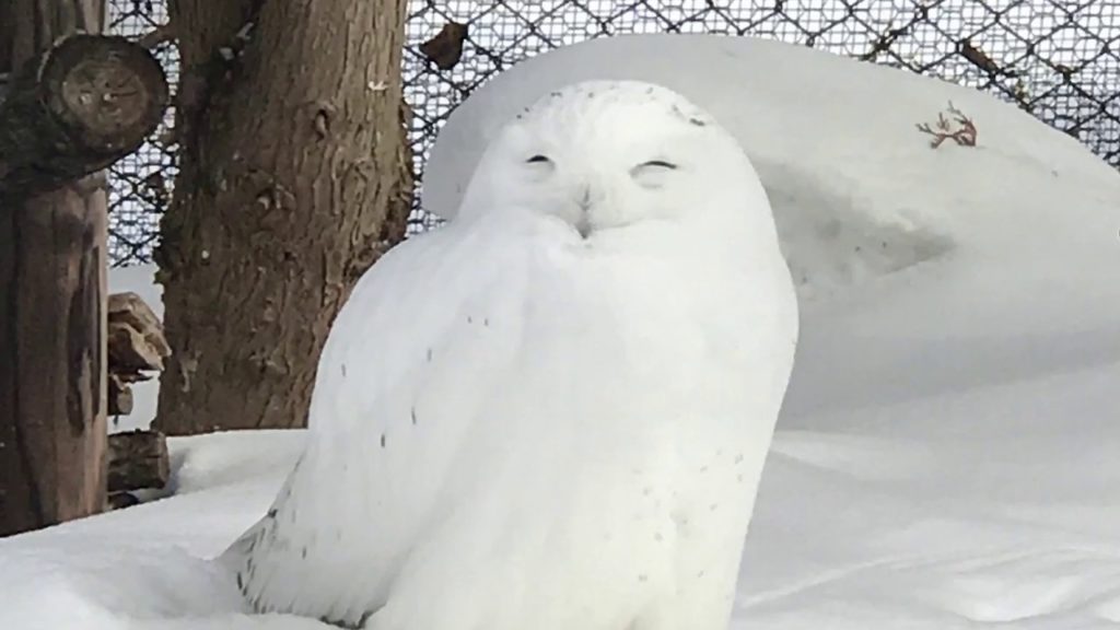 Hokkaido Winter Trip