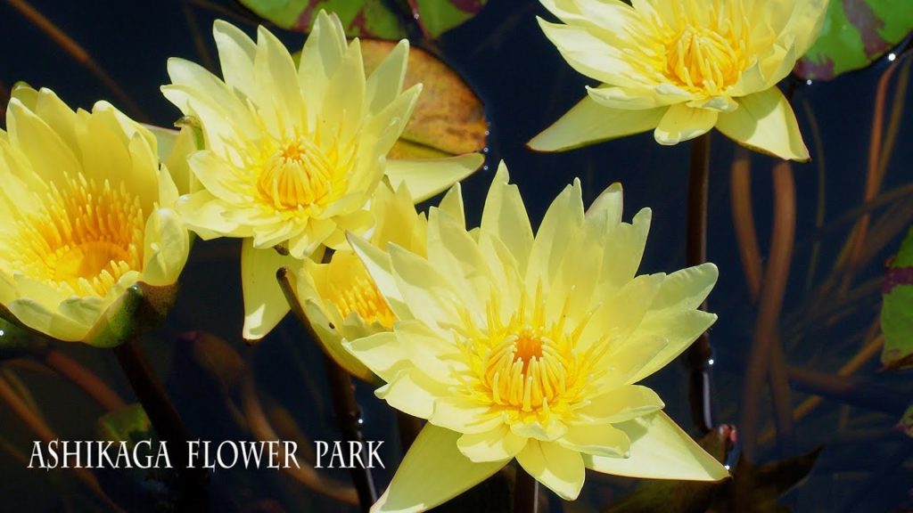 Water Lilies are in full bloom under the heat of the summer lingers. #4K #睡蓮 #花手水
