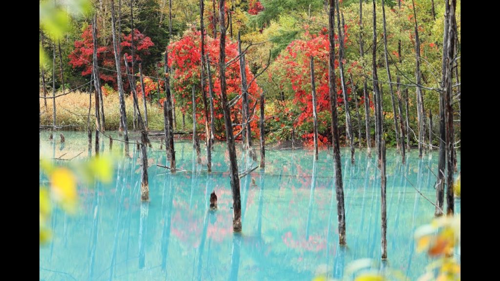 8K HDR 北海道 美瑛 青い池と白髭の滝 紅葉の朝景 Hokkaido,  Biei, Blue Water in Autumn