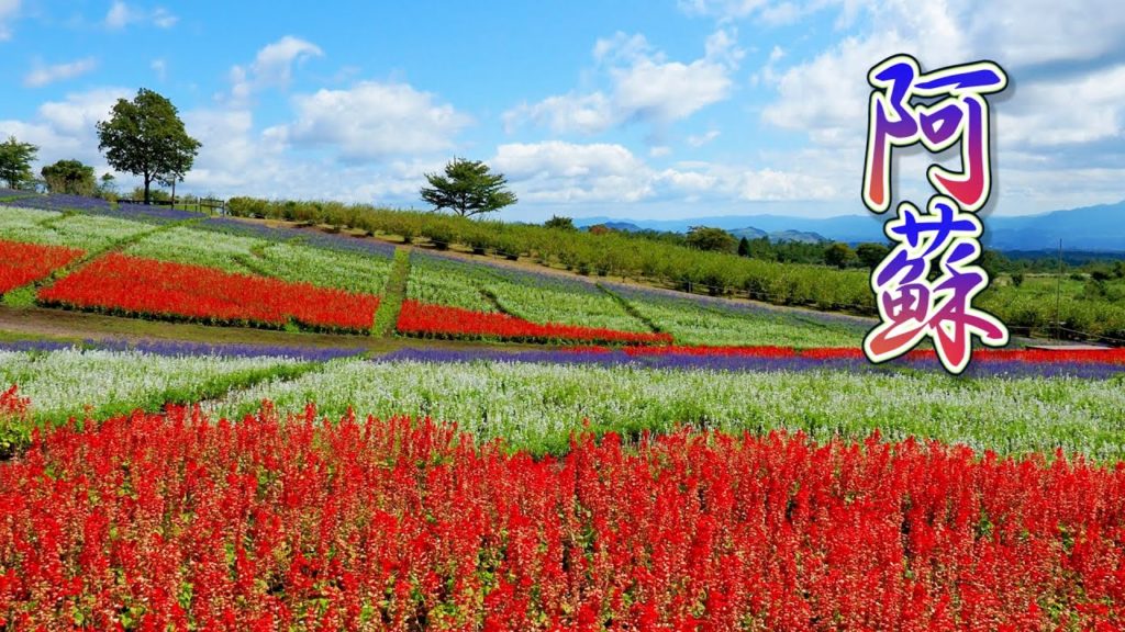 Kuju Flower Park w/Aso-Kuju National Park, Autumn 2021.#4K #くじゅう花公園 Kuju Flower Park w/Aso-Kuju National Park, Autumn 2021.#4K #くじゅう花公園