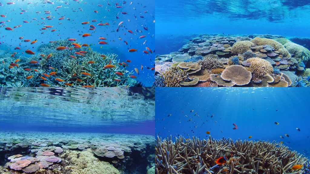 [4K] 珊瑚礁の海中世界：沖縄県 八重山諸島（石垣島、西表島、鳩間島、新城島） Coral reefs in Yaeyama islands,Okinawa (Underwater shots)