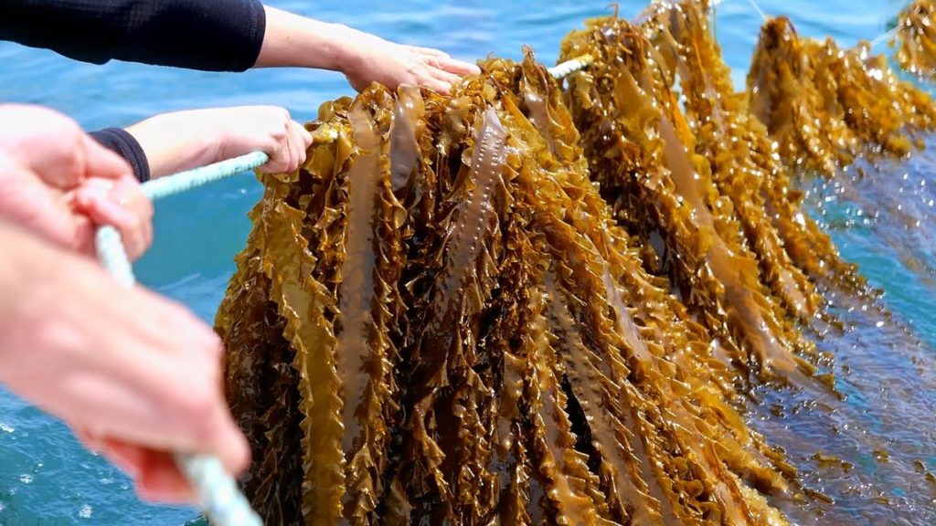 Connecticut Food - SCALLOPS & SEAWEED HARVESTING The Shipwright’s Daughter Mystic Seafood