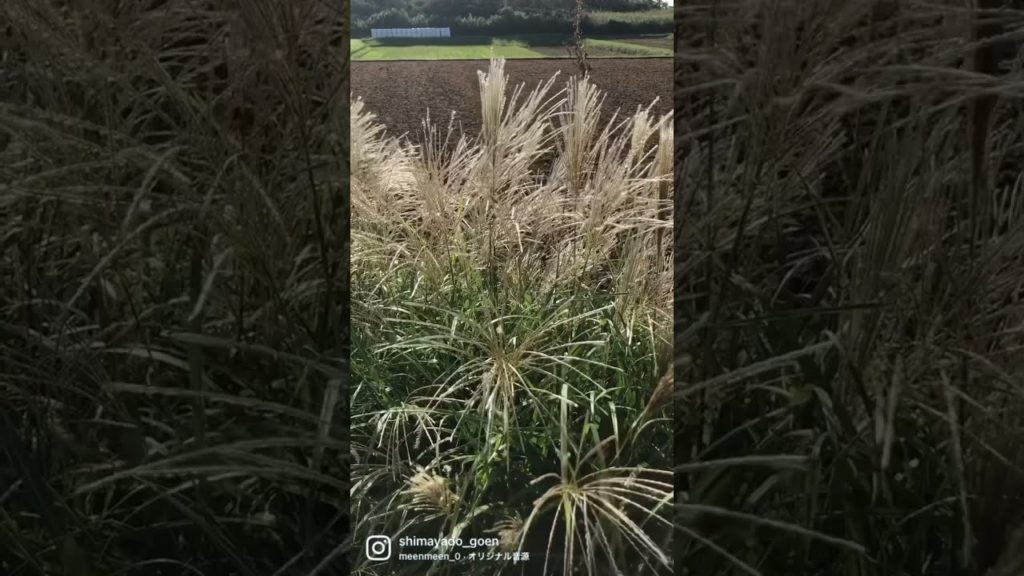 【秋、長崎、五島列島】昼間は夏に逆戻りな五島列島おぢか島の、１０月のある日