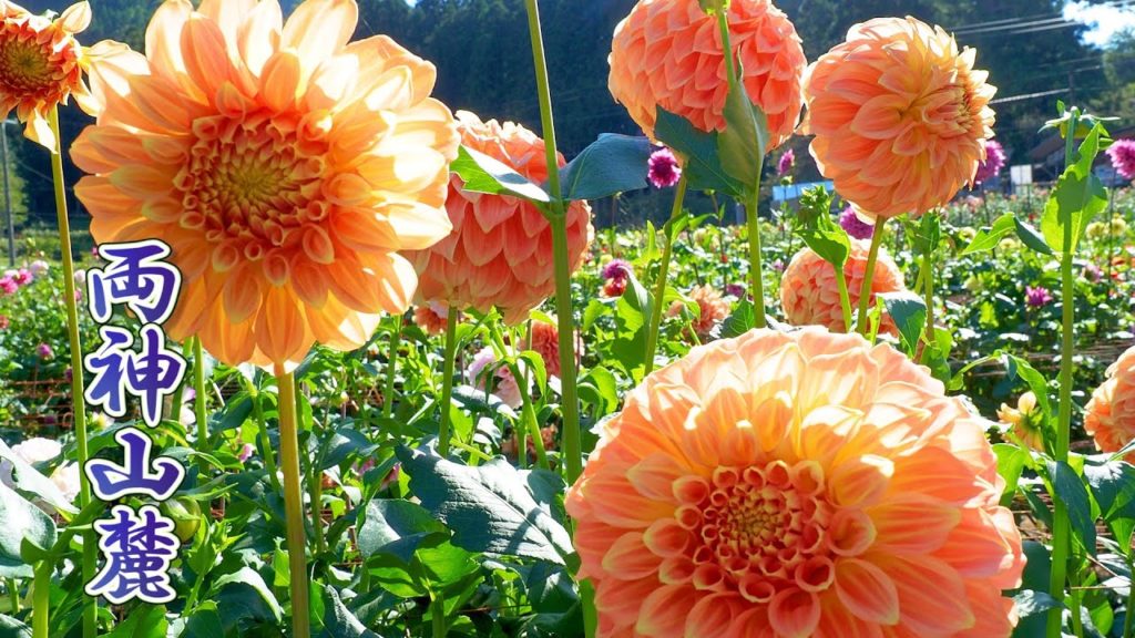 Dahlia Garden Hana-no-Sato at Mt. Ryokami Fumoto 2021. 両神山麓 花の郷 ダリア園 #4K Dahlia Garden Hana-no-Sato at Mt. Ryokami Fumoto 2021. 両神山麓 花の郷 ダリア園 #4K