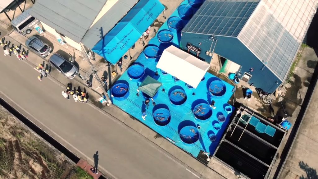 Koi Auction at NND Koi Farm