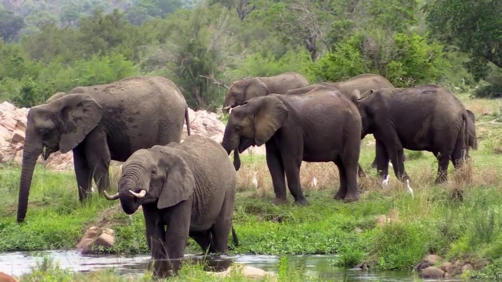 5 Day Safari in Kruger National Park / Day 3 – lions, elephants, raptors, herons 5 Day Safari in Kruger National Park / Day 3 - lions, elephants, raptors, herons