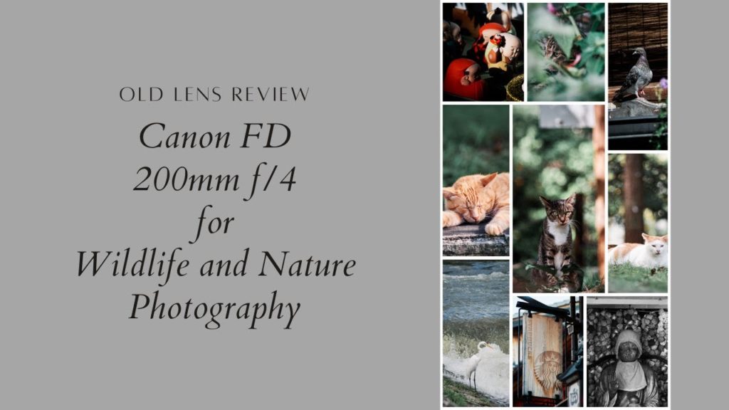 Old Telephoto Lens Review for Wildlife and Nature in Kyoto (ENG sub)
