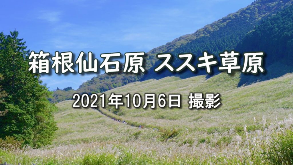 2021 秋の訪れ 『箱根仙石原』 ススキ草原 [4K] #Sengokuhara #Hakone #PampasGrassField