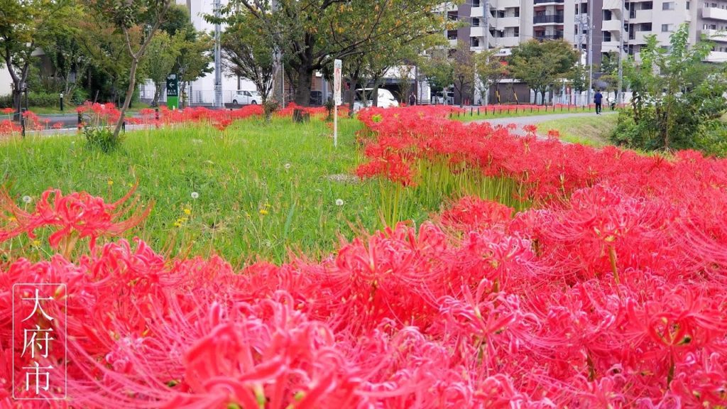 Lycoris Radiata in Obu city – Top places to visit in Nagoya – Japan Travel – JV GO Lycoris Radiata in Obu city - Top places to visit in Nagoya - Japan Travel - JV GO
