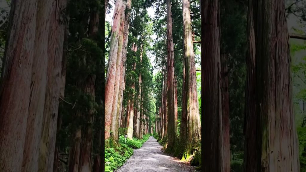 400-year-old cedar tree in Togakushi Nagano Japan