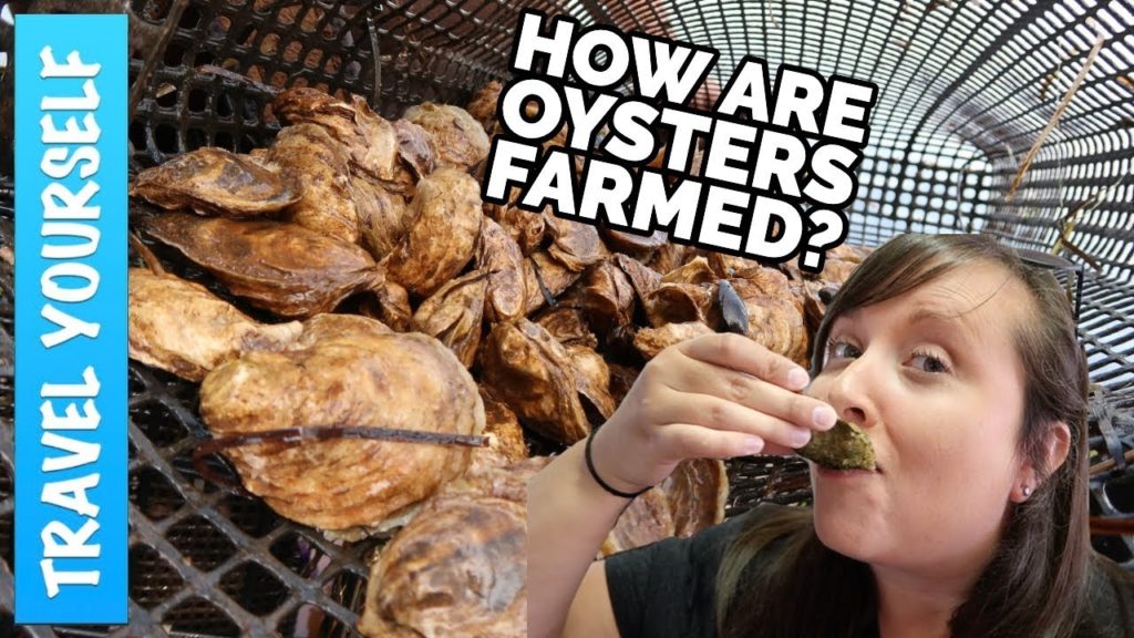 How are oysters farmed?