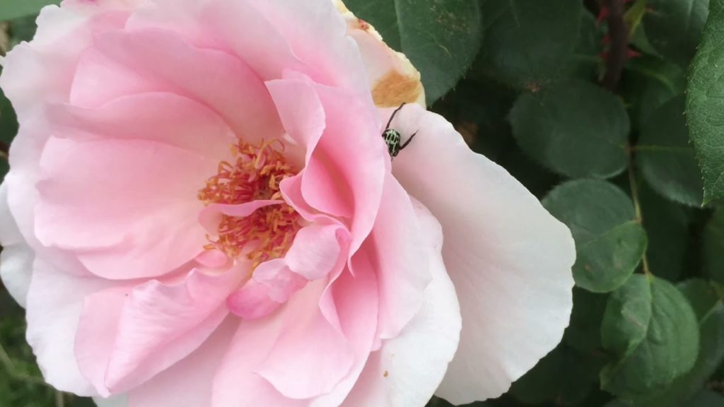 Nice Roses and other Flowers in Japan #Lycie Channel