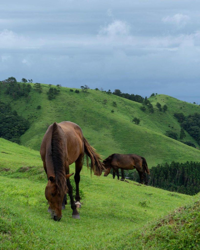 Japan Travel: Hello, neigh-bor! This beautiful landscape can be found at Cape Toi in Miyazaki… Hello, neigh-bor! This beautiful landscape can be found at Cape Toi in Miyazaki...
