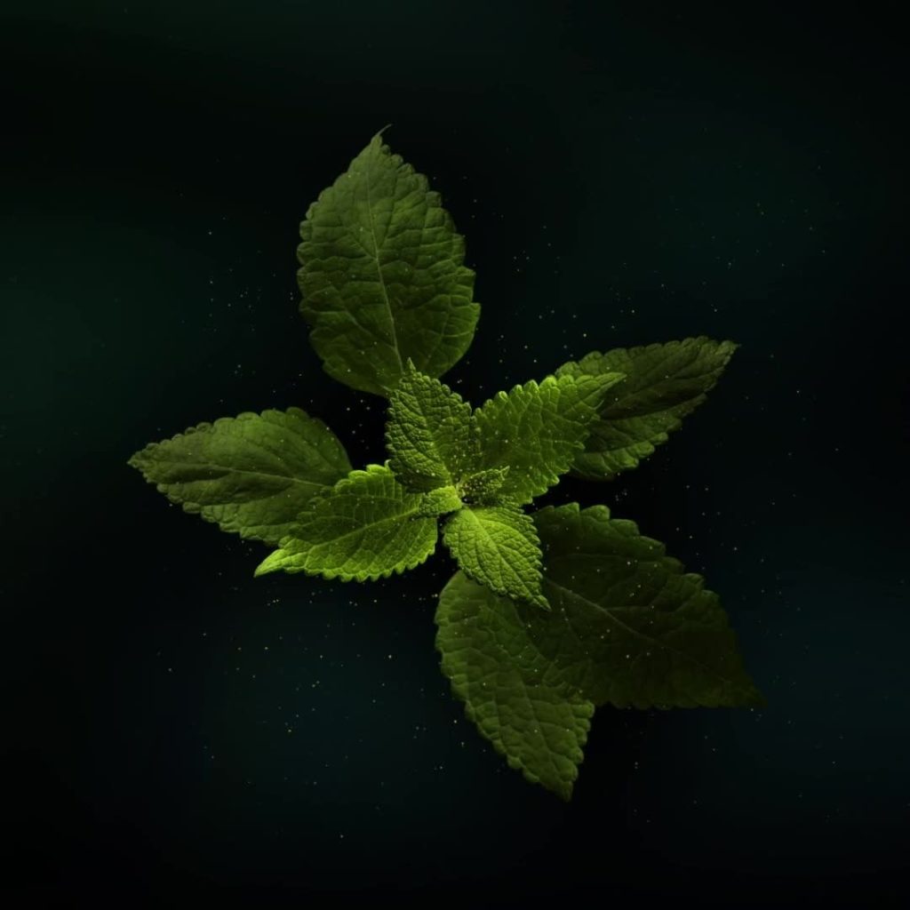 From the depths of time, the future of skin. Shiseido’s LonGenevityScience harne...