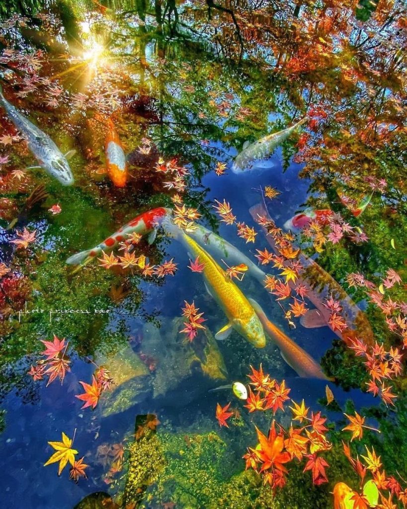 Yamaguchi’s Kanyoji Temple has an incredibly beautiful Japanese garden. In the f...