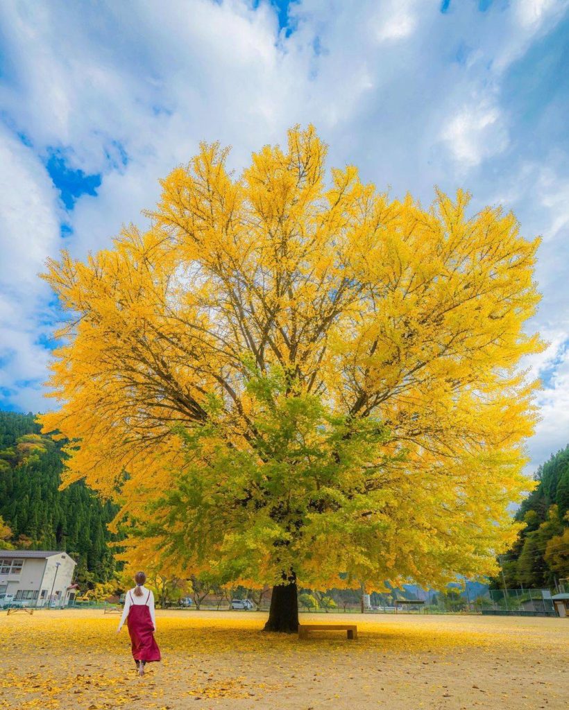 We love the ultra-vibrant yellow of ginkgo trees in autumn, and this one in Tott...
