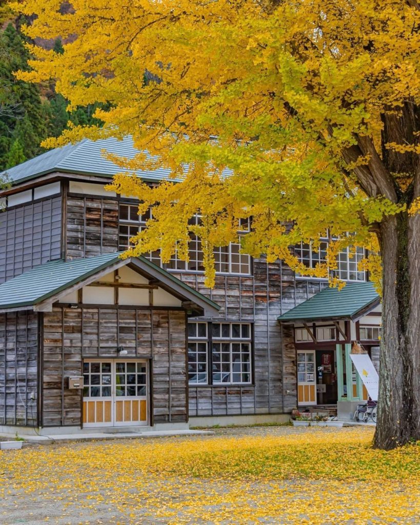 Visit Japan: Do you know what this impressive tree is?
This tree standing proud is a Gingko … Do you know what this impressive tree is?
This tree standing proud is a Gingko ...