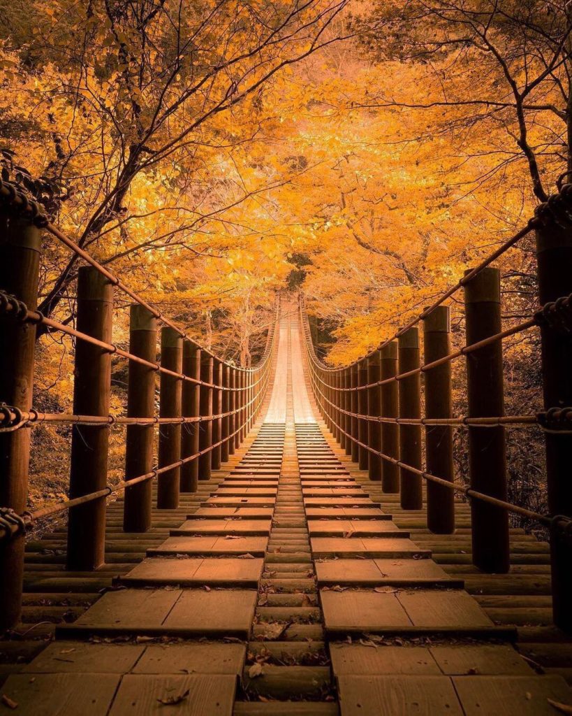 In autumn, the Shiomidaki suspension bridge over Hananuki Gorge is awash in ambe...