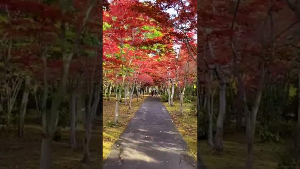 平岡樹芸センター Beautiful Autumn Hokkaido #hokkaido #平岡樹芸センター #autumnseason