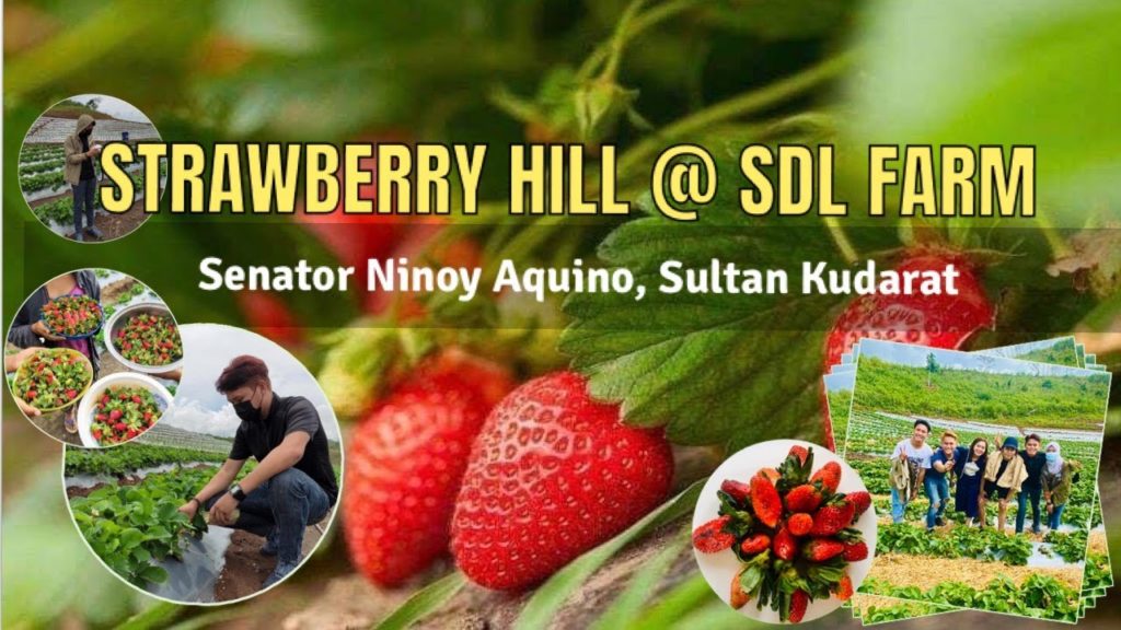 Strawberry Picking Experience at SDL Farm. SNA Sultan Kudarat