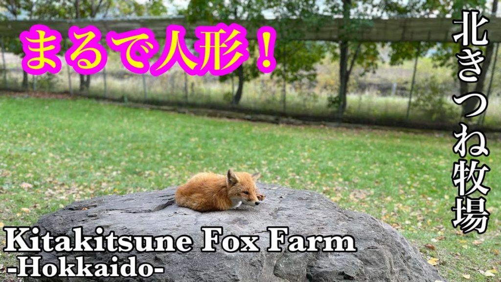 【自然】北海道の自然に触れ合える場所〜北きつね牧場〜 Kitakitsune Fox Farm in Hokkaido