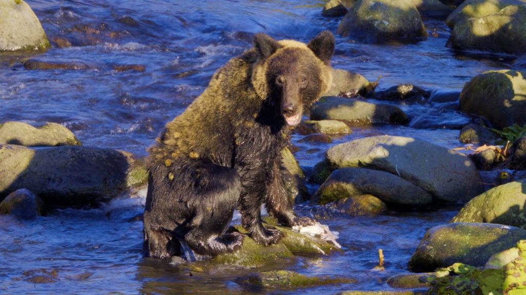 8K HDR 北海道 世界遺産知床の秋 サケを捕るヒグマの生態観察と知床五湖の夕景 Hokkaido, Shiretoko in Autumn,Brown Bear and Lakes