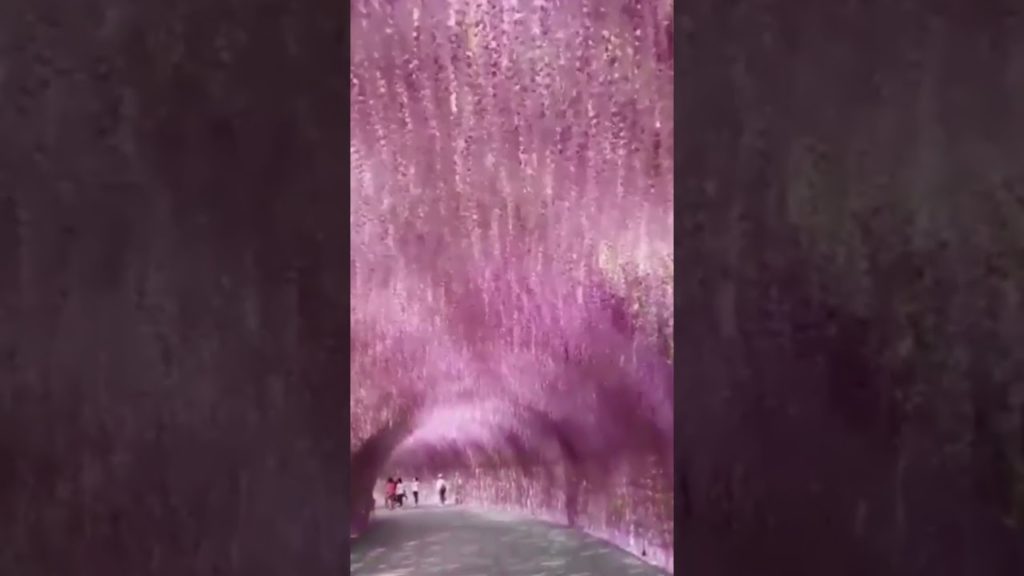 Most Popular Places In The World, Kawachi, Fuji Gardens In Kitakyushu, Fukuoka, Japan#shorts Most Popular Places In The World, Kawachi, Fuji Gardens In Kitakyushu, Fukuoka, Japan#shorts