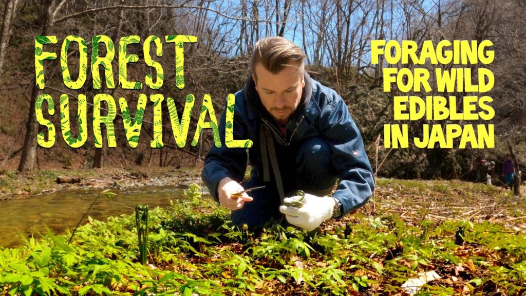 Forest Survival  |  Foraging for Wild Edibles in Japan
