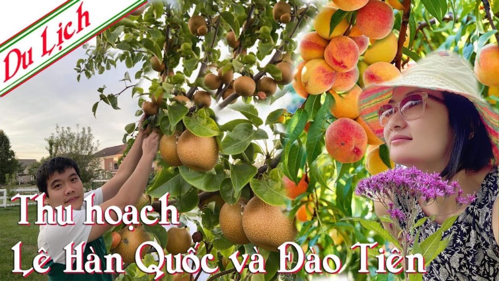 Travel Cincinnati Ohio-Picking Asian pears and peaches