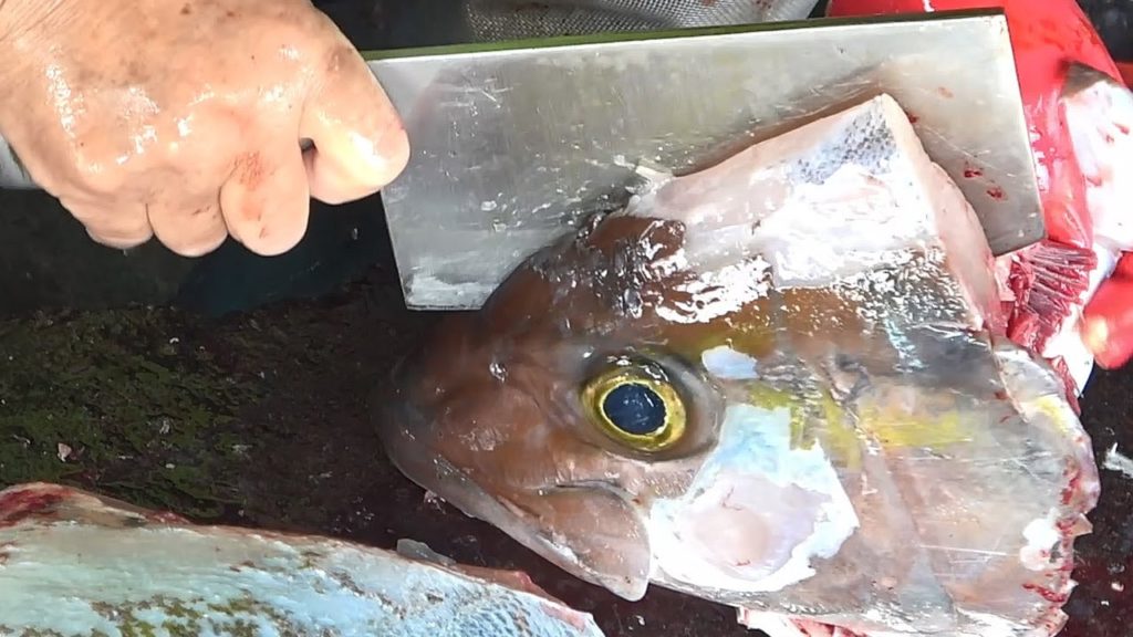 GIANT MONSTER AMBERJACK CUTTING GIANT MONSTER AMBERJACK CUTTING