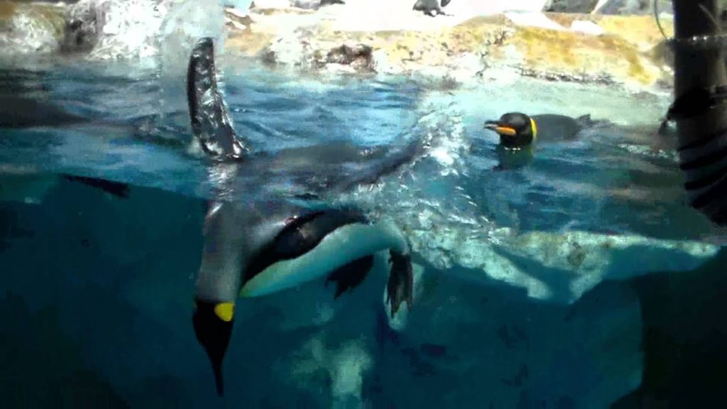 Kirándulás Chiba-ban IV. (Kamogawa SeaWorld)