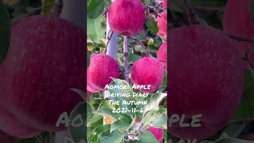 Aomori Apple - Táo Aomori đỏ mọng thơm nứt mũi