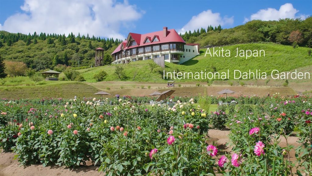 秋田国際ダリア園 700 varieties Flowers Scenery in AKita Japan | International Dahlia Garden [BMPCC6K to 5K]