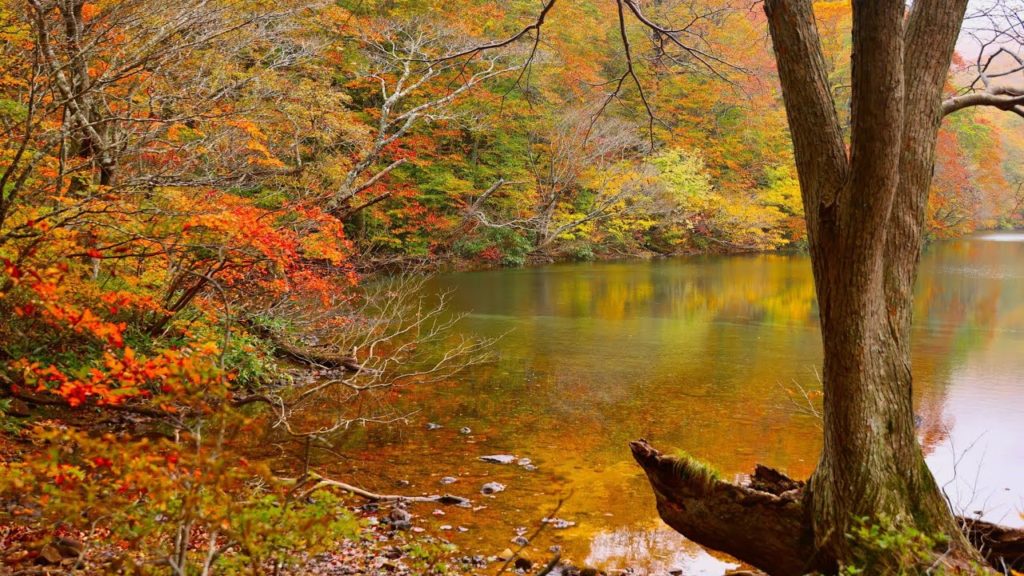 8K HDR 青森 紅葉の蔦七沼めぐり Aomori, Tsuta Ponds in Autumn