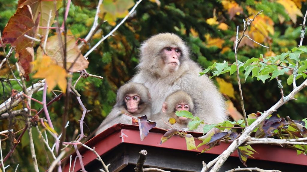 8K HDR 青森 下北薬研渓流 北限のニホンザル(天然記念物)と紅葉 Aomori, Shimokita Yagen, Northernmost Snow Monkeys in Autumn