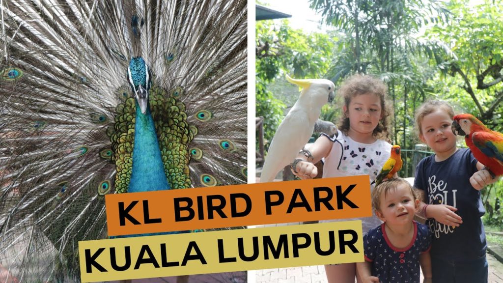 BIRDS EVERYWHERE at KL Bird Park, Kuala Lumpur | Travelling with kids | Family Travel Vlog BIRDS EVERYWHERE at KL Bird Park, Kuala Lumpur | Travelling with kids | Family Travel Vlog
