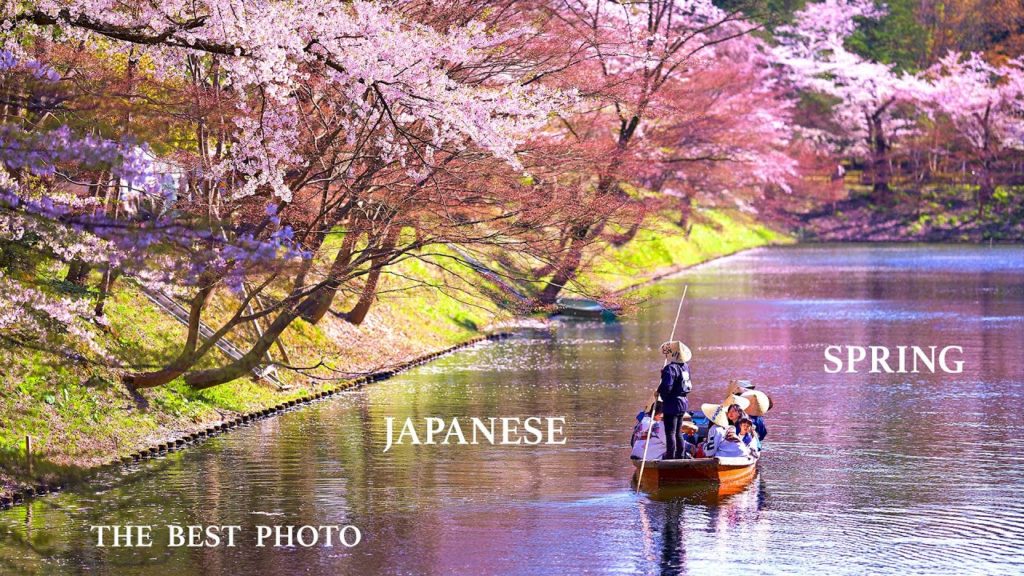 Japanese spring Sakura blossom Cherry Blossom in Kyoto 2021