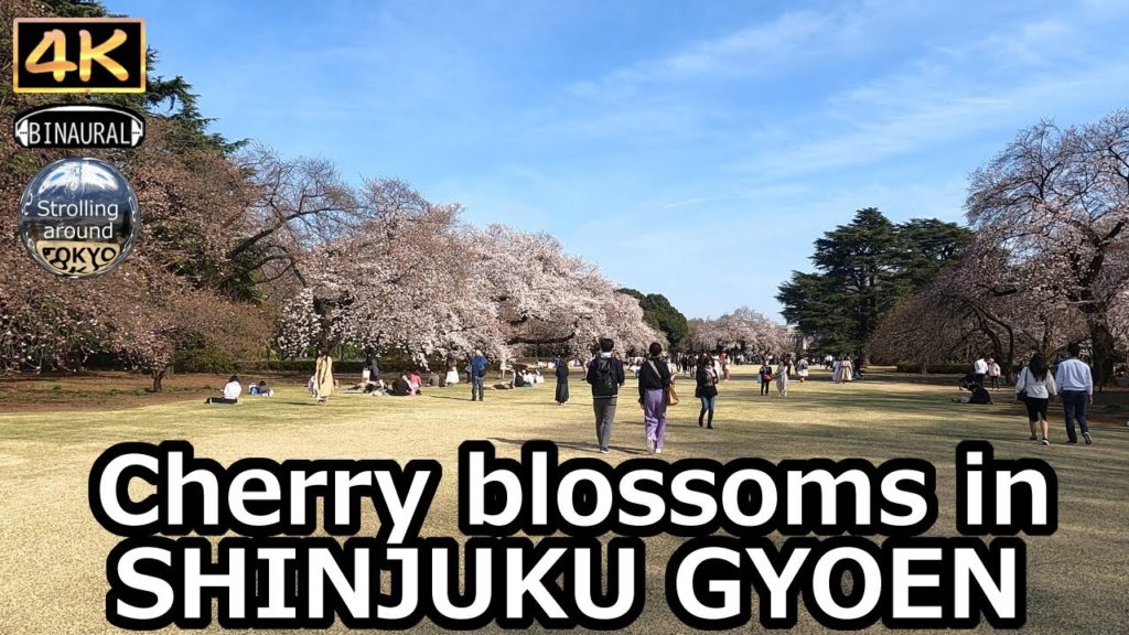 Large cherry blossom trees and Lawn in SHINJUKU GYOEN - 4K Tokyo Japan