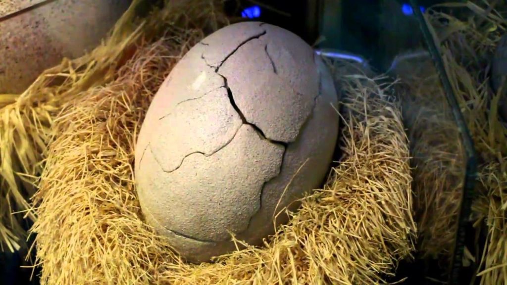 Baby Velociraptor born in the Jurassic Park Discovery Center at Islands of Adventure