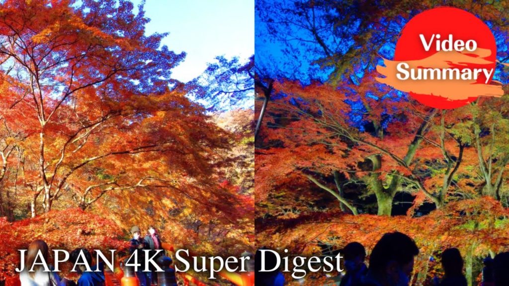 【4K】The best moment in Japan – Autumn leaves day and Illuminated scene 【4K】The best moment in Japan - Autumn leaves day and Illuminated scene