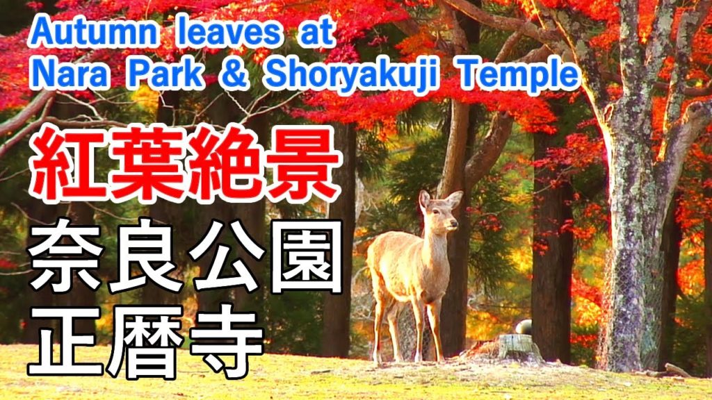 奈良公園・正暦寺の紅葉絶景！  / Autumn leaves at Nara Park and Shoryakuji Temple ( Nara, Japan )【日本の紅葉絶景！】[ 4K ]
